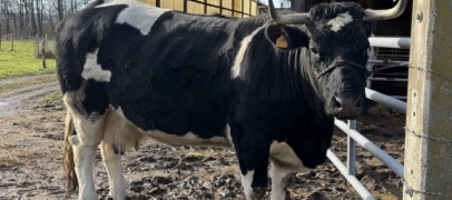 "Loire" : une vache ligérienne au Salon de l'Agriculture