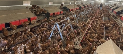 Loire : 6 000 poules à adopter en urgence près de Saint-Étienne
